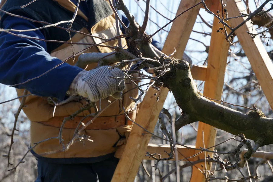 Affordable Tree Pruning Services Auburn, WA