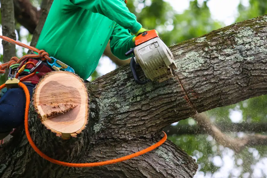 Experienced Tree Trimming Service Auburn, WA
