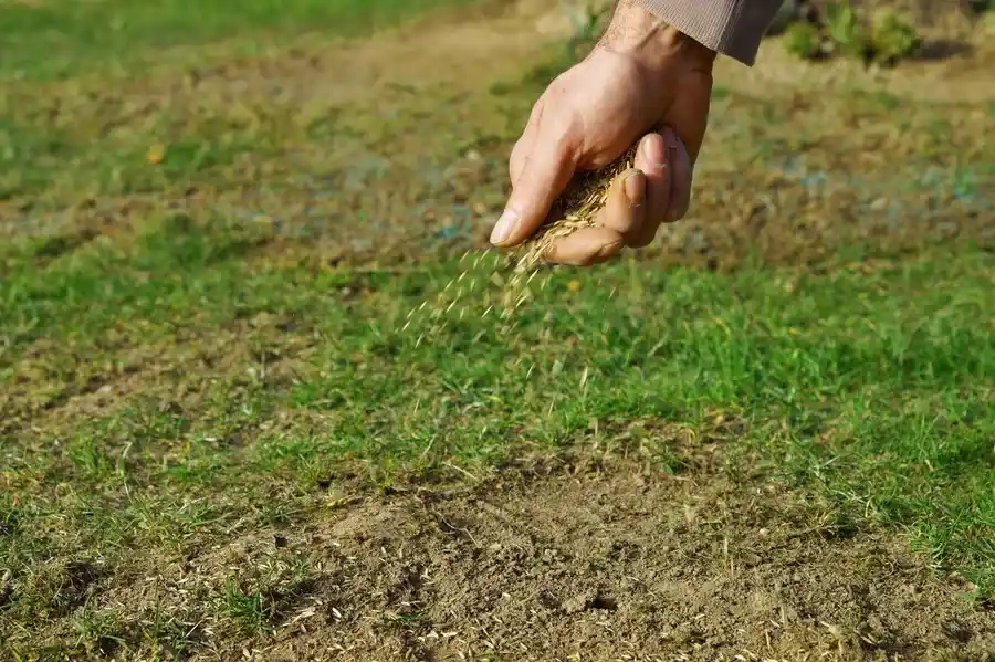 How Professional Landscapers Ensure Even Grass Coverage Auburn, WA