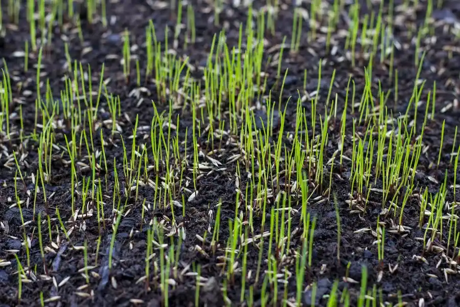 How Professional Landscapers Ensure Even Grass Coverage in Auburn, WA