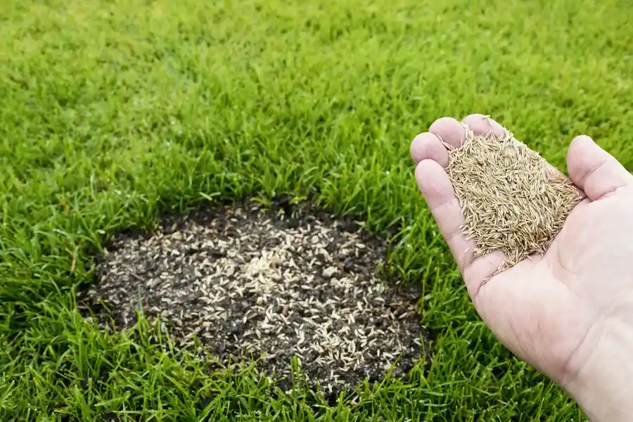 How Soil Preparation Impacts The Success Of Grass Seeding in Auburn, WA