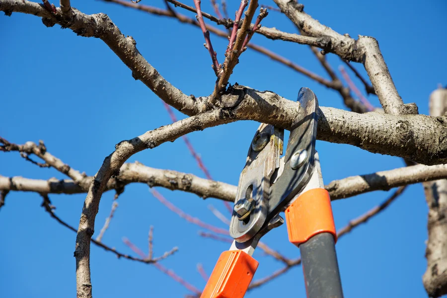 How Tree Pruning Services Help Maintain Tree Safety And Structure Auburn, WA