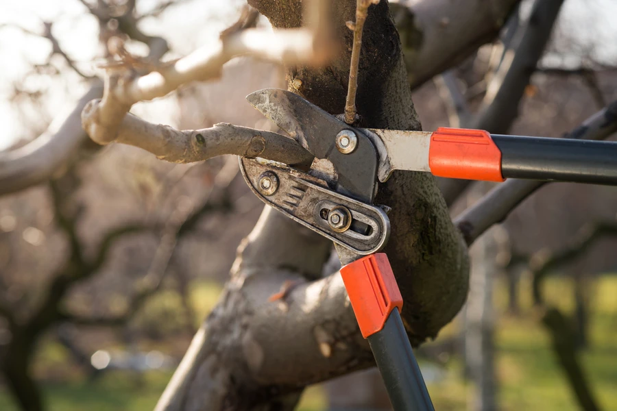 How Tree Pruning Services Help Maintain Tree Safety And Structure in Auburn, WA