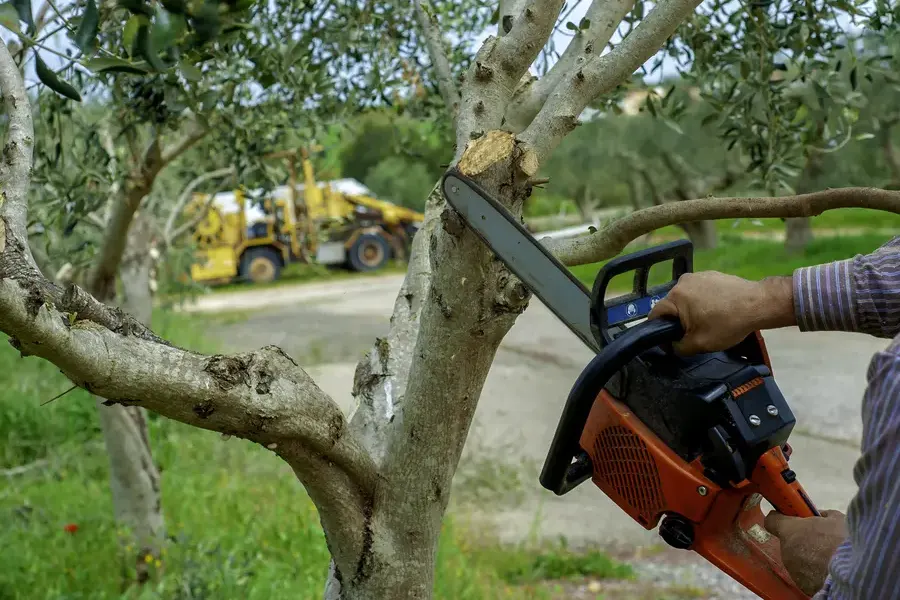 How Tree Trimming Service Enhances Yard Safety And Appearance Auburn, WA