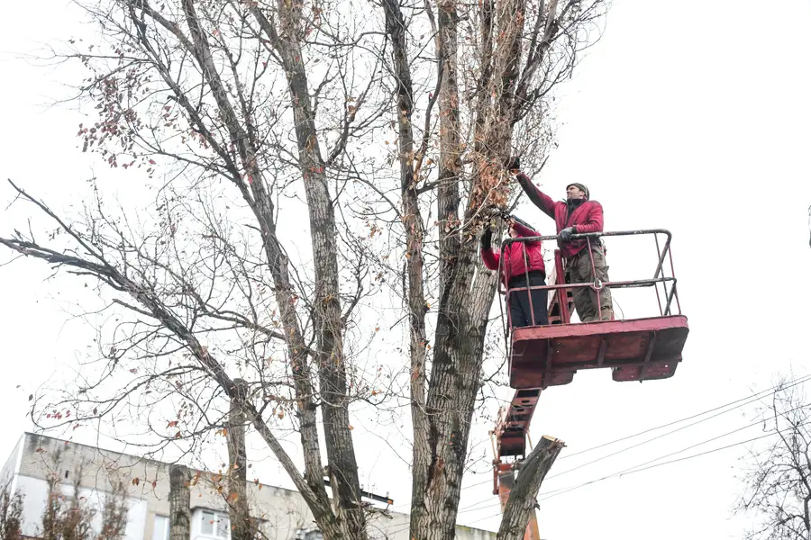 How Tree Trimming Service Enhances Yard Safety And Appearance in Auburn, WA
