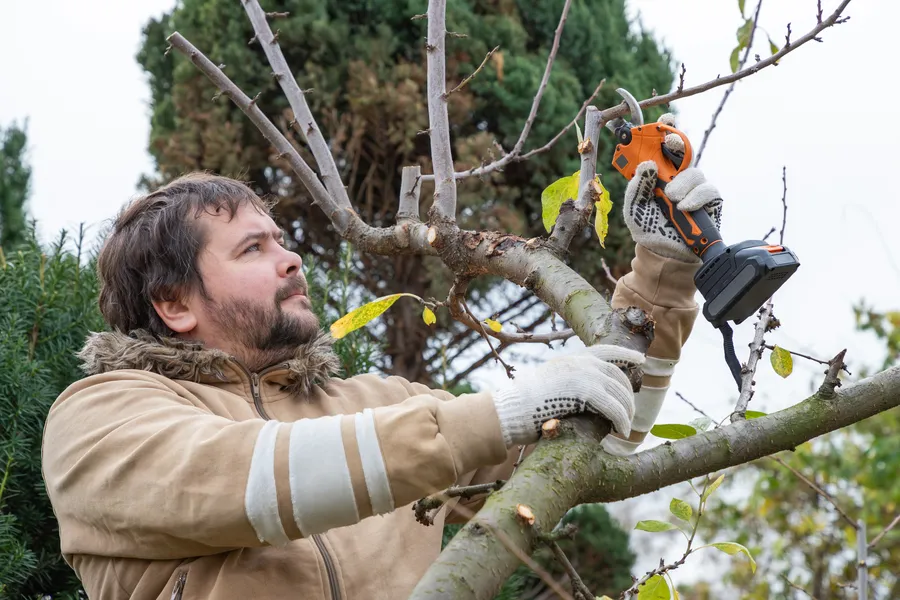 Premium Tree Pruning Services Auburn, WA