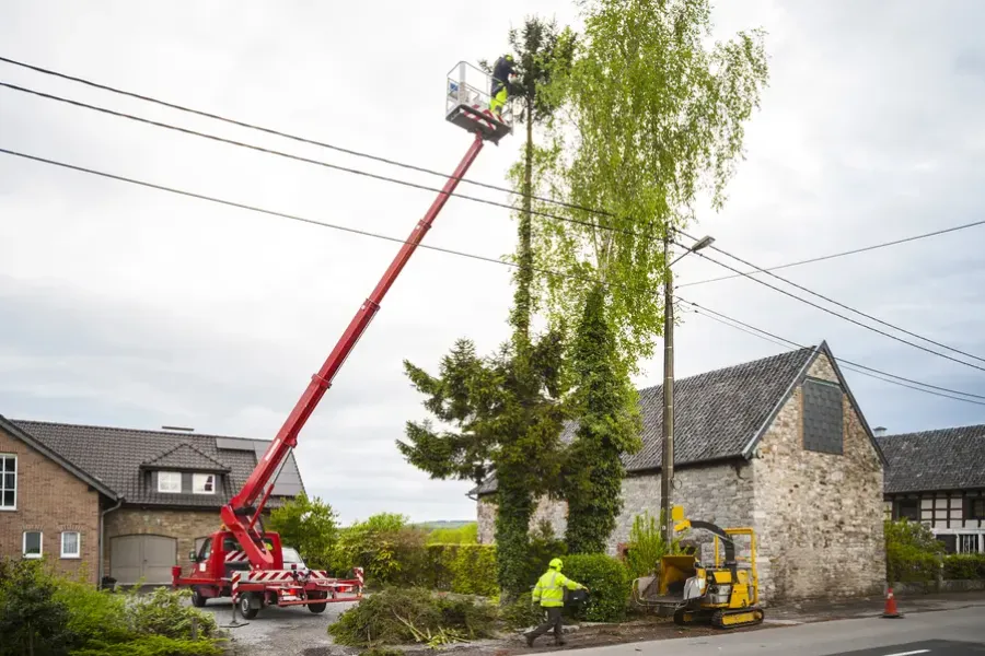 Professional Tree Trimming Tips For Maintaining Property Value in Auburn, WA