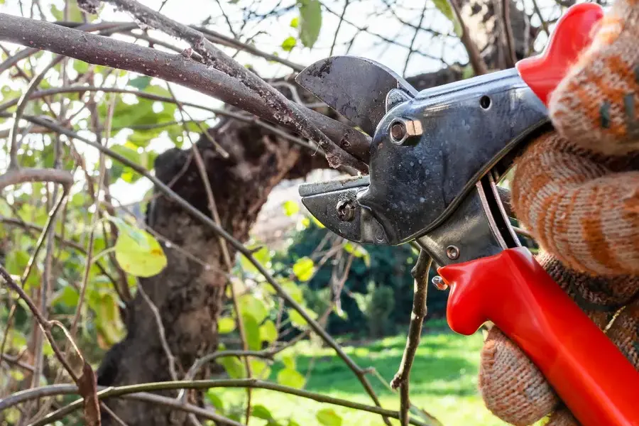 Reputable Tree Pruning Services Auburn, WA