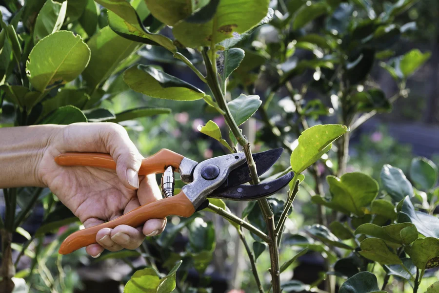 The Benefits Of Professional Tree Pruning For Your Yard Auburn, WA