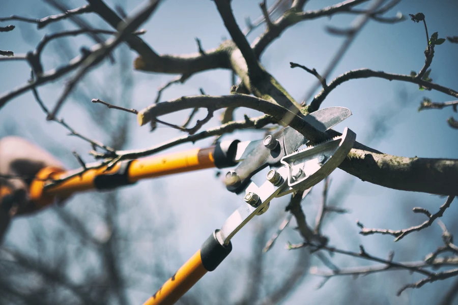 The Benefits Of Professional Tree Pruning For Your Yard in Auburn, WA