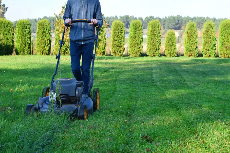 The Impact Of Grass Height On Lawn Health And Aesthetics Auburn, WA